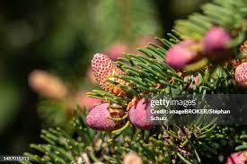 Attēlu rezultāti vaicājumam “Picea abies male flower”