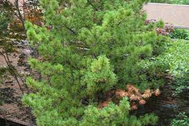 Attēlu rezultāti vaicājumam “Pinus cembra”