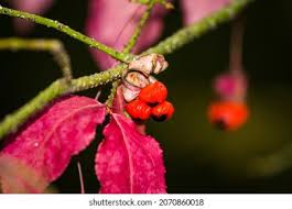 Attēlu rezultāti vaicājumam “Euonymus verrucosus fruit”