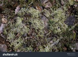 Attēlu rezultāti vaicājumam “Racomitrium canescens”