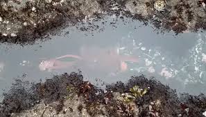 Image result for Octopushy (Croydon Area)