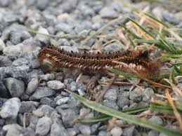 Attēlu rezultāti vaicājumam “Euthrix potatoria larva”