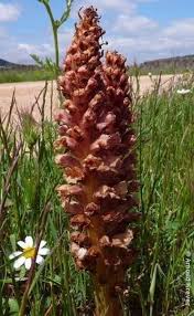 Attēlu rezultāti vaicājumam “Orobanche elatior flower”