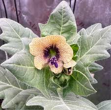 Attēlu rezultāti vaicājumam “Hyoscyamus niger”