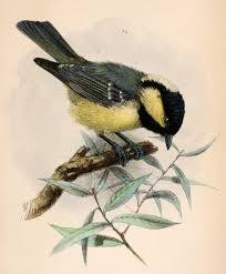 Attēlu rezultāti vaicājumam “Periparus ater”