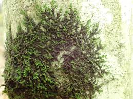 Attēlu rezultāti vaicājumam “Frullania dilatata”