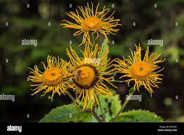 Attēlu rezultāti vaicājumam “Telekia speciosa leaf”