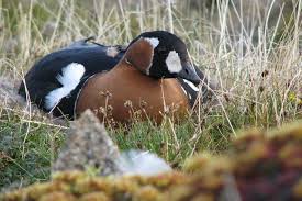 Attēlu rezultāti vaicājumam “Branta ruficollis adult”