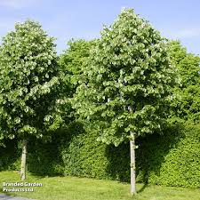 Attēlu rezultāti vaicājumam “Tilia tomentosa”