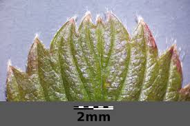 Attēlu rezultāti vaicājumam “Fragaria viridis leaf”