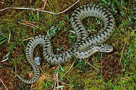 Attēlu rezultāti vaicājumam “Vipera berus adult”
