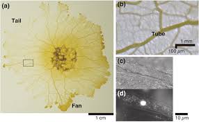 Attēlu rezultāti vaicājumam “Physarum bivalve plasmodium”