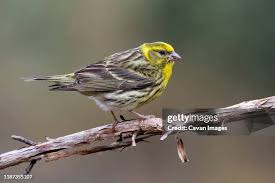 Image result for Serinus serinus