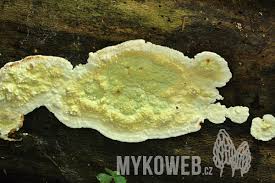 Attēlu rezultāti vaicājumam “Gloeoporus pannocinctus”