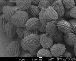 Attēlu rezultāti vaicājumam “Physarum murinum spores”