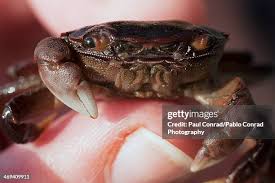 Image result for Metacarcinus magister