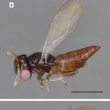 Attēlu rezultāti vaicājumam “Cystiphora sanguinea”