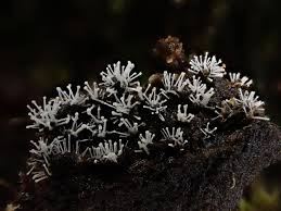 Attēlu rezultāti vaicājumam “Polycephalomyces tomentosus”