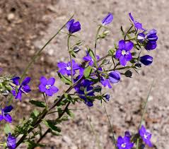 Image result for Legousia speculum-veneris