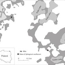 Attēlu rezultāti vaicājumam “Sphagnum wulfianum”