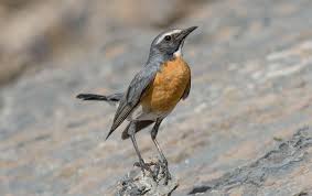 Image result for Irania gutturalis