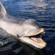 Afbeeldingsresultaat voor dolfijnen