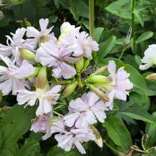 Attēlu rezultāti vaicājumam “Saponaria officinalis”