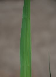 Attēlu rezultāti vaicājumam “Phragmites communis leaf”