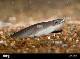 Image result for Anguilla rostrata