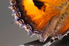 Attēlu rezultāti vaicājumam “Nymphalis xanthomelas underside”