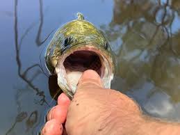 Image result for Bideford and District Angling Club