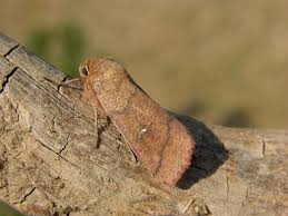 Attēlu rezultāti vaicājumam “Mythimna turca”