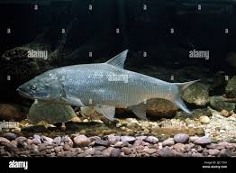 Image result for Aspius aspius