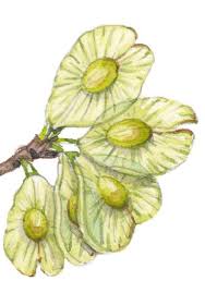 Attēlu rezultāti vaicājumam “Ulmus glabra fruit”