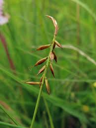 Attēlu rezultāti vaicājumam “Carex pulicaris”