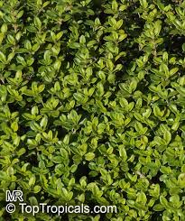 Attēlu rezultāti vaicājumam “Thymus pulegioides fruit”