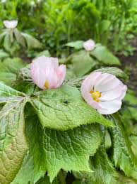 Attēlu rezultāti vaicājumam “Podophyllum hexandrum”