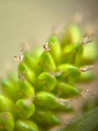 Attēlu rezultāti vaicājumam “Carex pallescens”