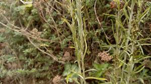 Attēlu rezultāti vaicājumam “Gnaphalium sylvaticum leaf”