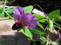 Attēlu rezultāti vaicājumam “Pisum sativum flower”
