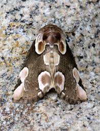 Attēlu rezultāti vaicājumam “Thyatira batis imago”