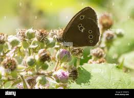 Attēlu rezultāti vaicājumam “Aphantopus hyperantus underside”