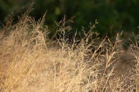 Attēlu rezultāti vaicājumam “Calamagrostis epigeios”