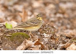 Image result for Anthus trivialis