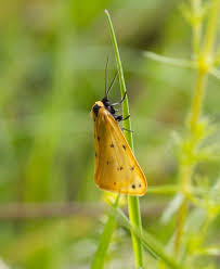 Attēlu rezultāti vaicājumam “Setina irrorella”