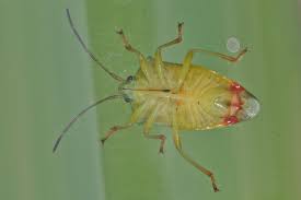 Attēlu rezultāti vaicājumam “Elasmostethus interstinctus imago”