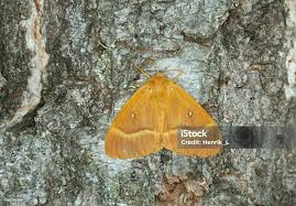 Attēlu rezultāti vaicājumam “Lasiocampa quercus”