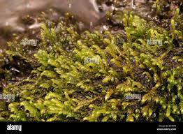 Attēlu rezultāti vaicājumam “Hygrohypnum luridum”