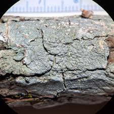 Attēlu rezultāti vaicājumam “Pertusaria leioplaca”