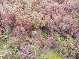 Attēlu rezultāti vaicājumam “Hypnum jutlandicum”